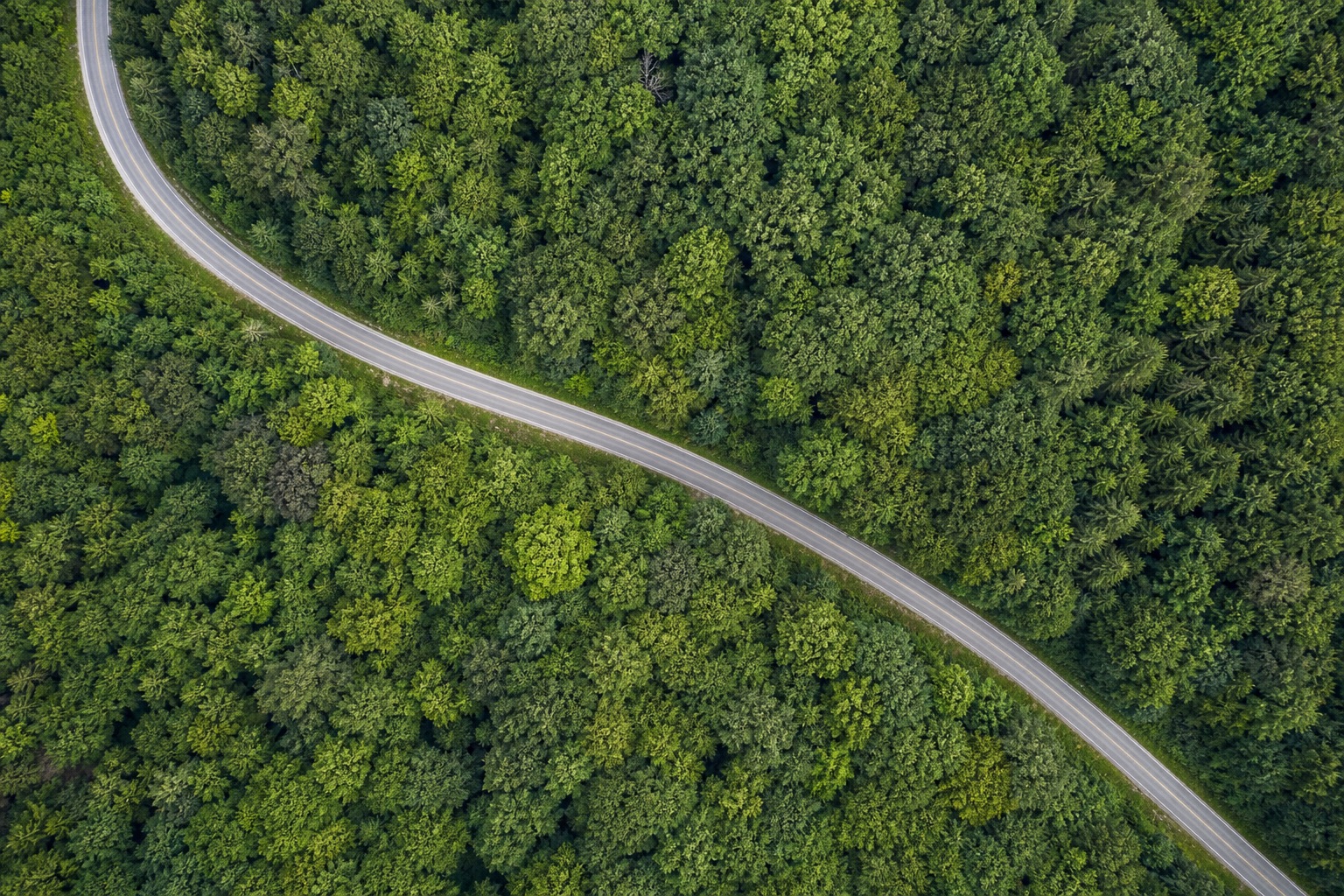 森林を貫く道路の真俯瞰オルソ画像